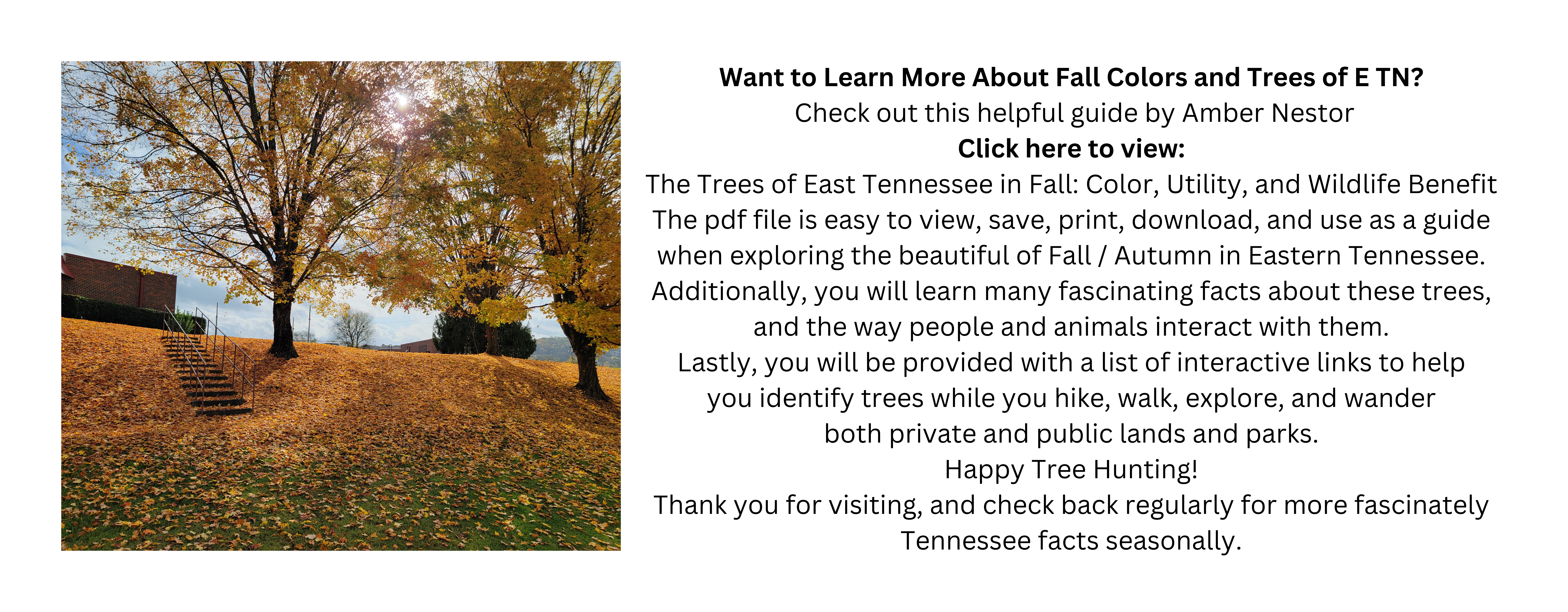 10-31-24-Want-to-learn-more-about-fall-colors-and-trees-of-Tennessee-Amber-Nestor.png should appear here. Contact 865-617-4783 by text if not displaying properly please.